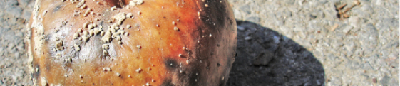 Post image for Manzanas Infectadas